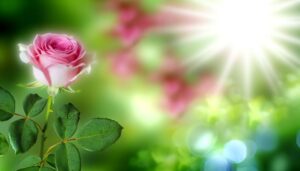 exploring rosa s etymology
