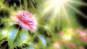 name camellia symbolizes love