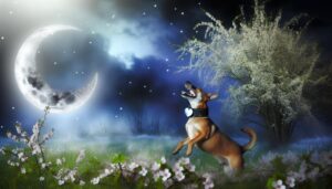 understanding the name luna